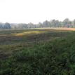 12 acre field
