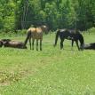 Relaxed horses